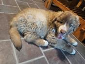 Great pyrenees mix
