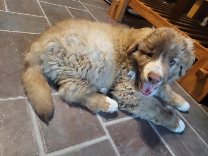 Great pyrenees mix