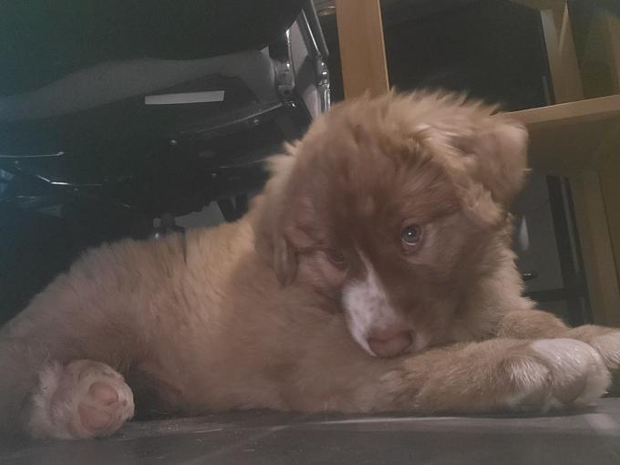 Great pyrenees mix