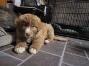 Great pyrenees mix
