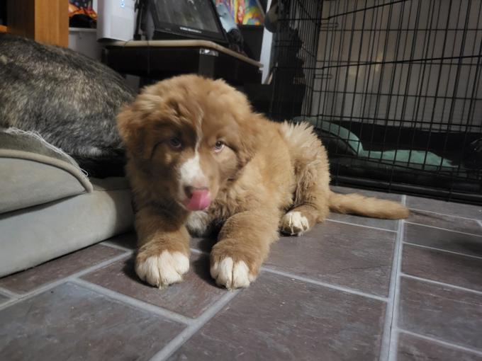 Great pyrenees mix