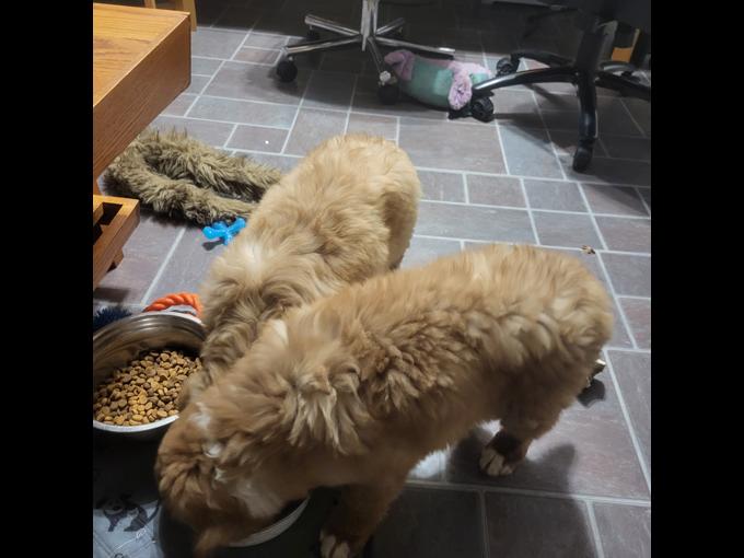 Great pyrenees mix