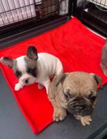 French bulldog