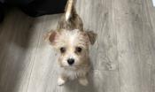 Morkie chihuahua