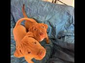 American bully