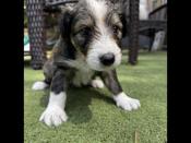 Shetland Sheepdog/Portuguese Water Dog