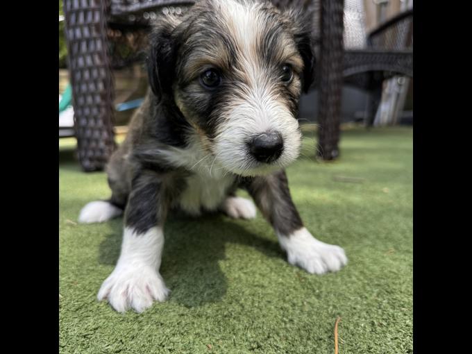 Shetland Sheepdog/Portuguese Water Dog