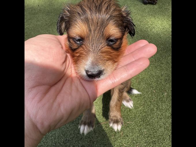 Shetland Sheepdog/Portuguese Water Dog