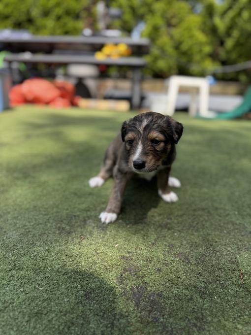 Shetland Sheepdog/Portuguese Water Dog
