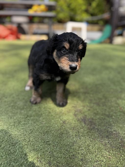 Shetland Sheepdog/Portuguese Water Dog