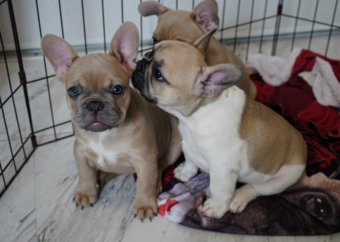 French Bulldog