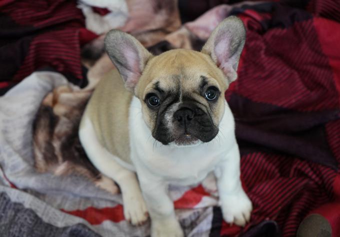 French Bulldog