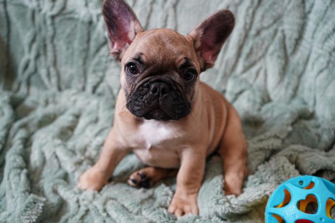 French Bulldog