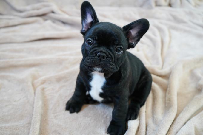 French Bulldog