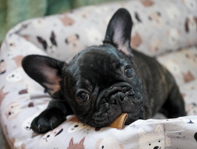 French Bulldog