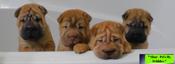 Chinese Shar - Pei Puppies