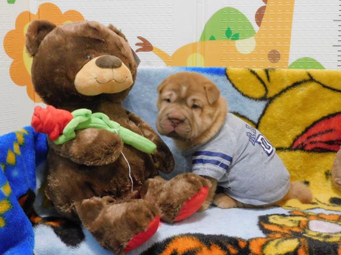 Chinese Shar - Pei Puppies