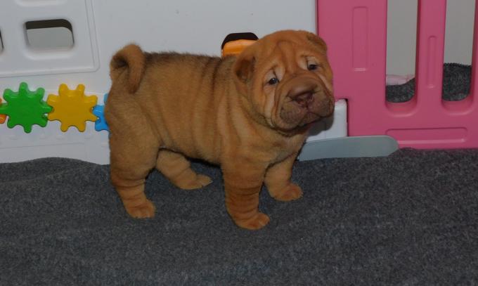 Chinese Shar - Pei Puppies