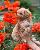 Maltipoo