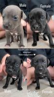 American Bully
