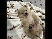 Pomeranian