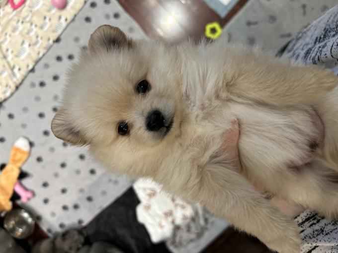 Pomeranian