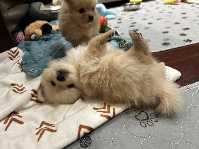 Pomeranian