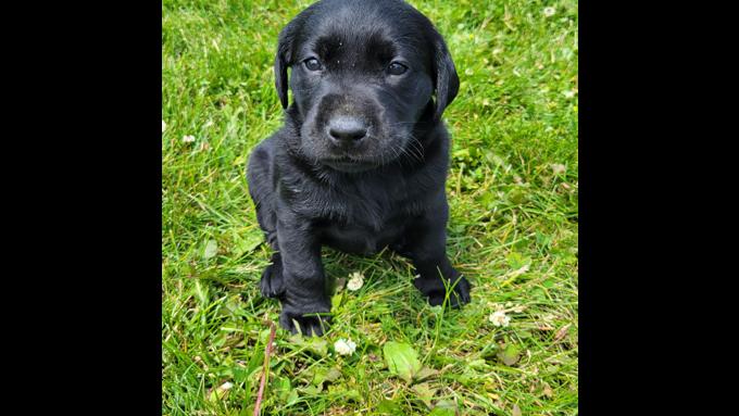 Labrador Retrievers