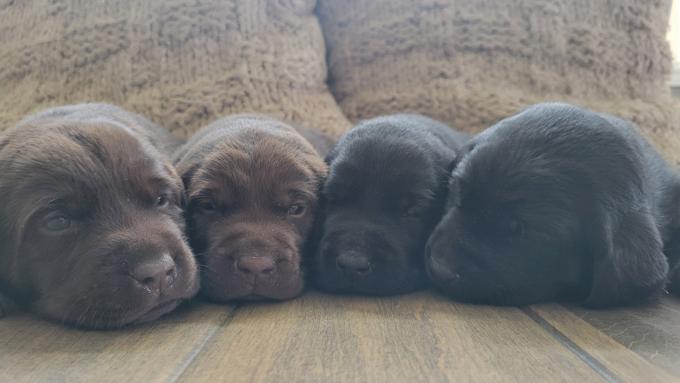 Labrador Retrievers