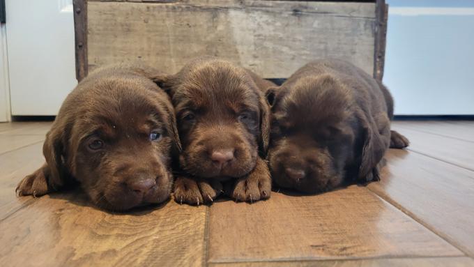 Labrador Retrievers