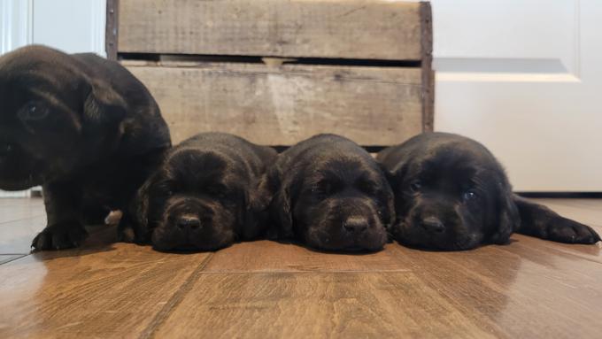 Labrador Retrievers
