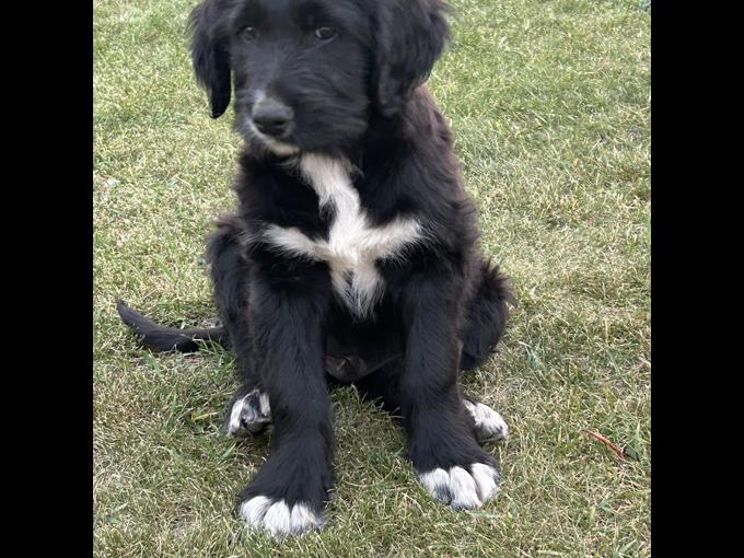 Bernedoodle/Retreiver