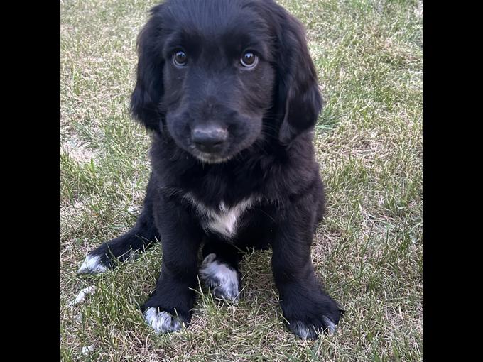 Bernedoodle/Retreiver