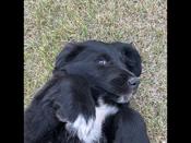 Bernedoodle/Retreiver