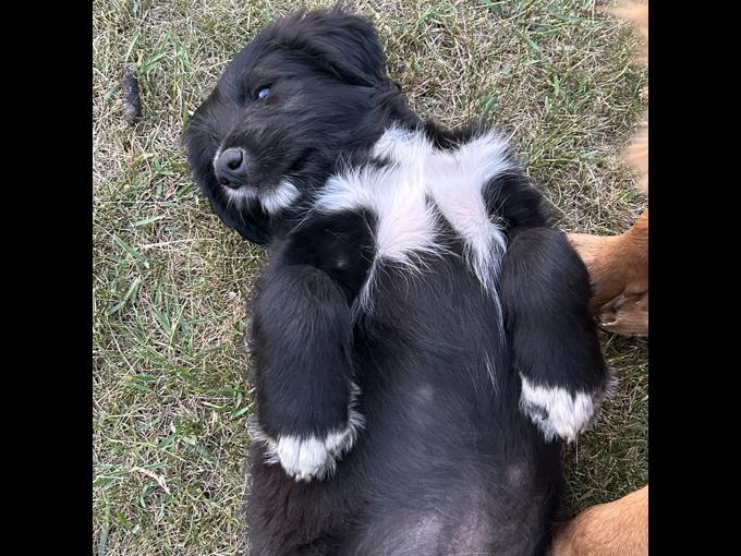 Bernedoodle/Retreiver