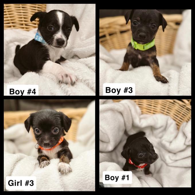 Mini Pinscher/Chihuahua