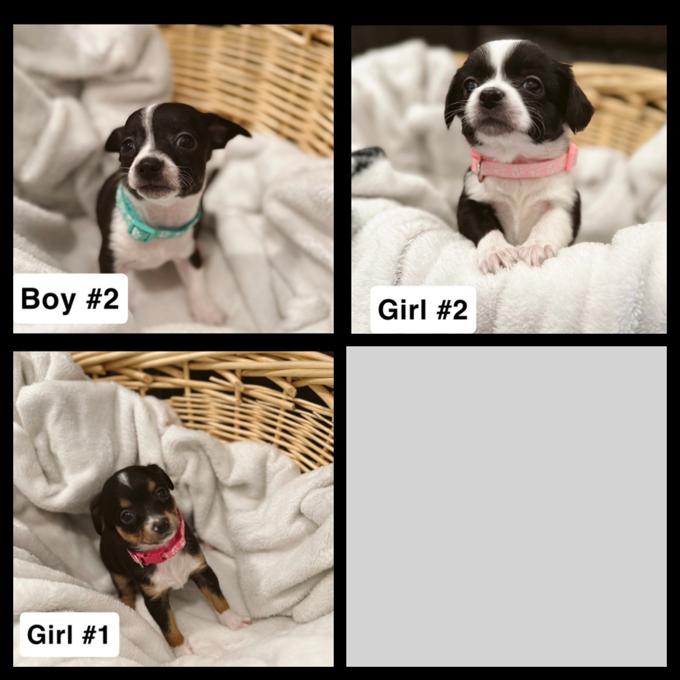Mini Pinscher/Chihuahua