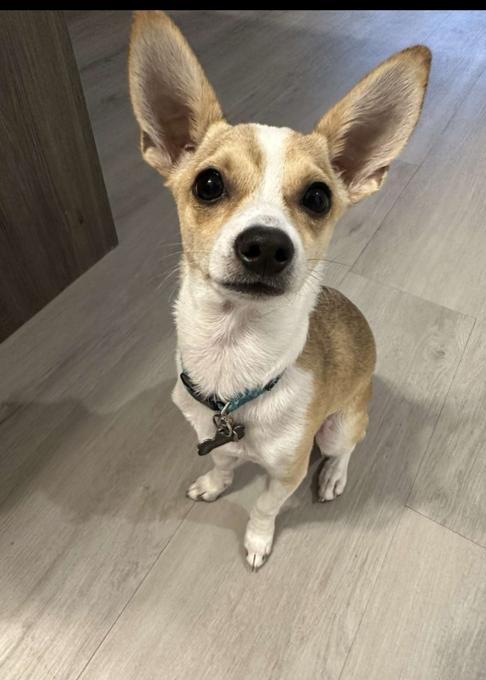 Mini Pinscher/Chihuahua