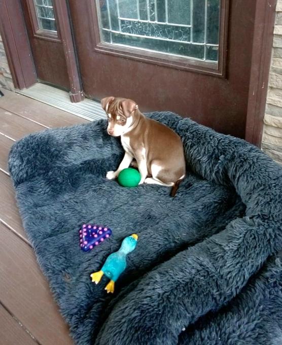Chihuahua x PUG puppies
