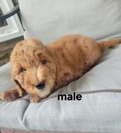 Goldendoodle