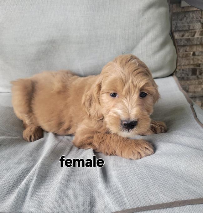 Goldendoodle