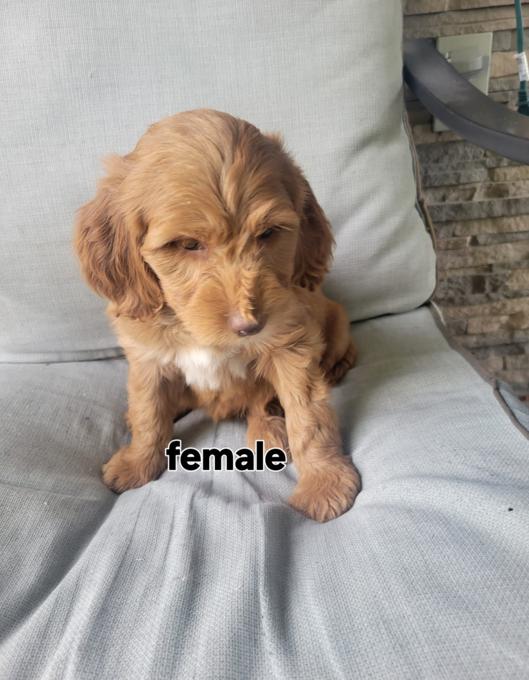 Goldendoodle