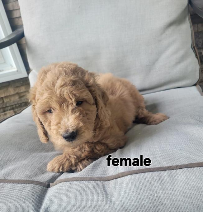 Goldendoodle