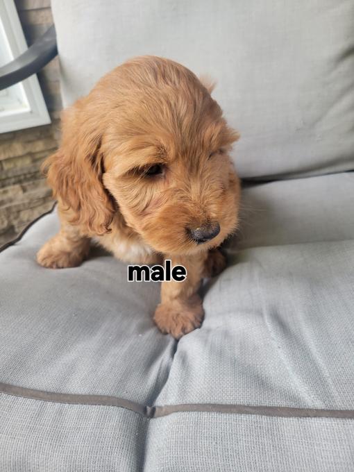 Goldendoodle