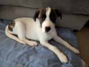 Daniff Pyrenees mix