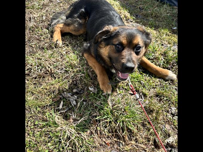 Border Collie/German Shepherd