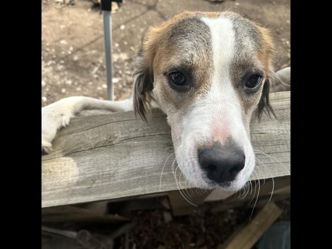 Border Collie/German Shepherd