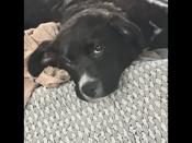 Collie/Shepherd/Retriever