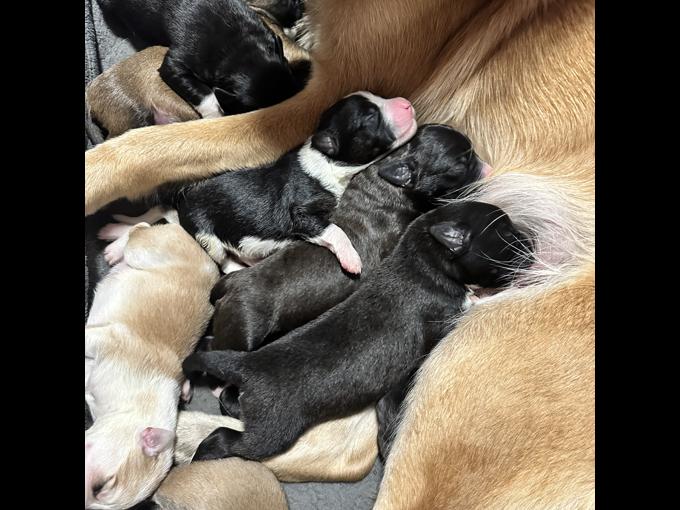 Collie/Shepherd/Retriever