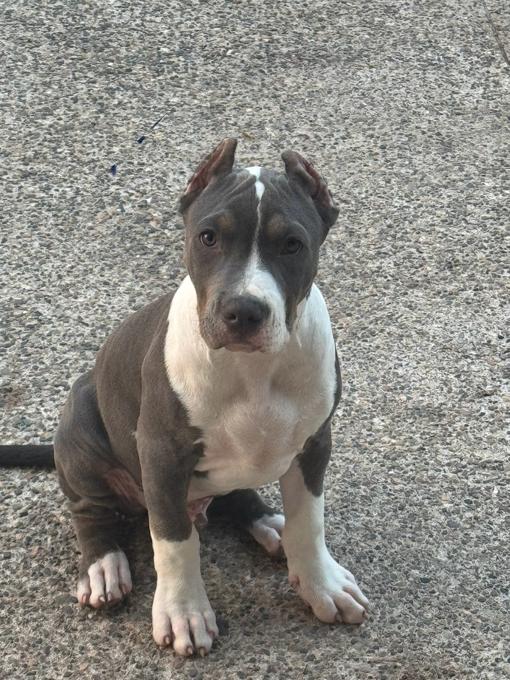 XL American Bully
